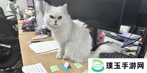 【游·见】专访喵吉托工作室：在 “传统养宠束缚” 与 “AI 社交新潮” 的碰撞中，以创新解锁宠物社交游戏新魅力